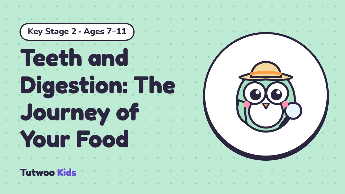 Teeth and Digestion: The Journey of Your Food