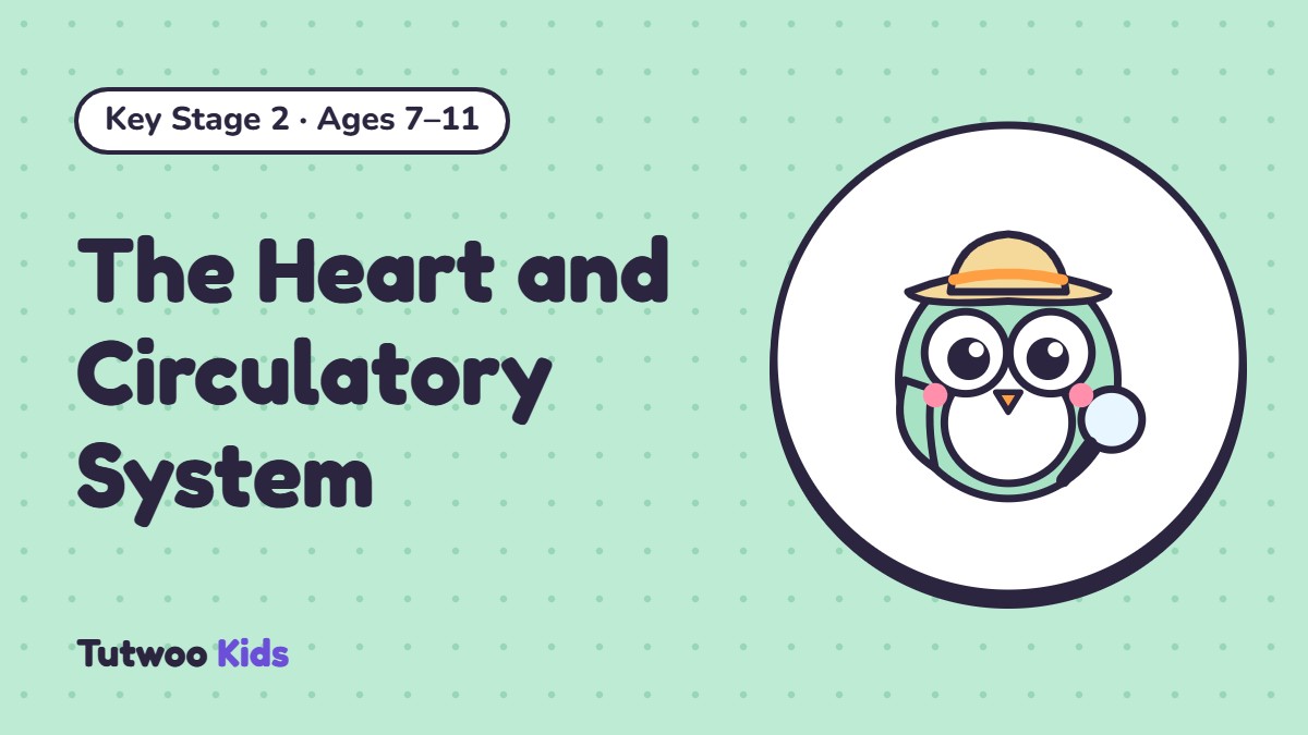 The Heart and Circulatory System